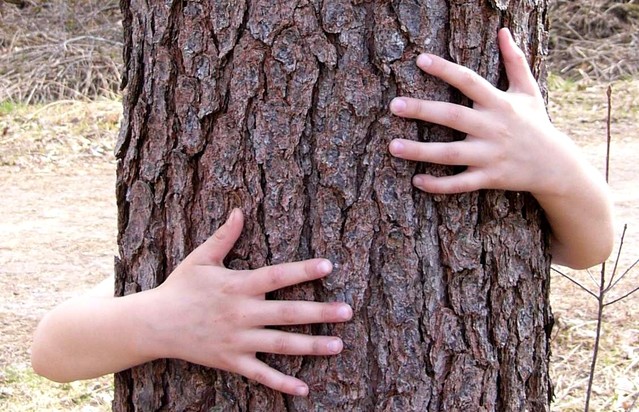 hug-a-tree